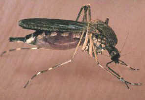 West Nile Virus - mosquito 1