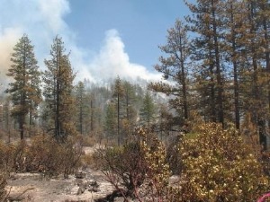 lionfire