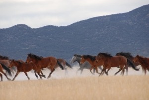 wildmustangs wildmustangs