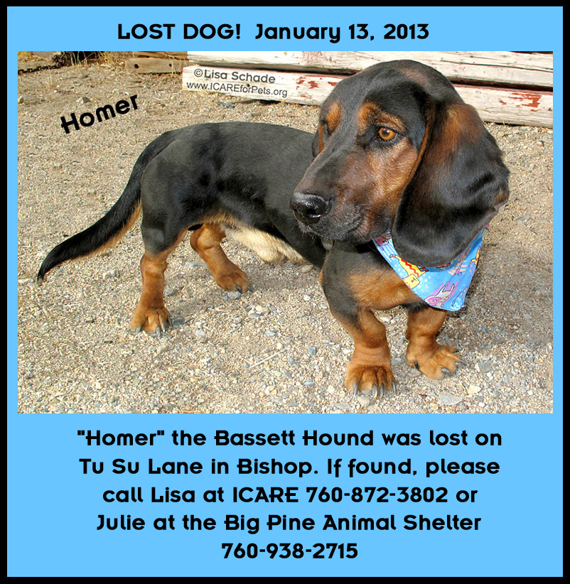 12-11-21 Bassett Hound 1 yr unneut male HOMER 3 ID12-11-017 - LOST POSTER FACEBOOK