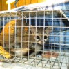 ESWC: ‘Good Relations with Our Wild Neighbors’ This dispersing juvenile Ringtail wandered into an outbuilding at CalTrans.