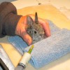 Eastern Sierra Wildlife Care to host volunteer orientation Orphaned cottontail rabbit with foster mom.