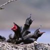 Living with wildlife advice from ESWC Four hungry young Ravens calling for their parents.
Photos courtesy of ESWC