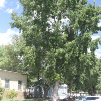 Independence trees get a reprieve Doomed liquid amber in front of the County Water Department office on Jackson.
